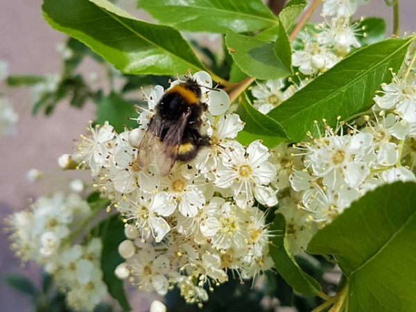 Pyracantha Red Column Blüte Hummel